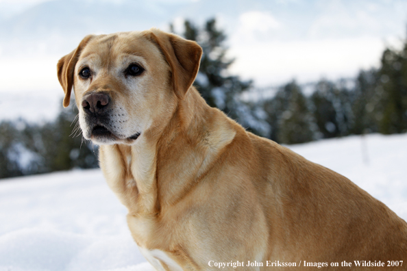 Yellow Labrador Retriever in field