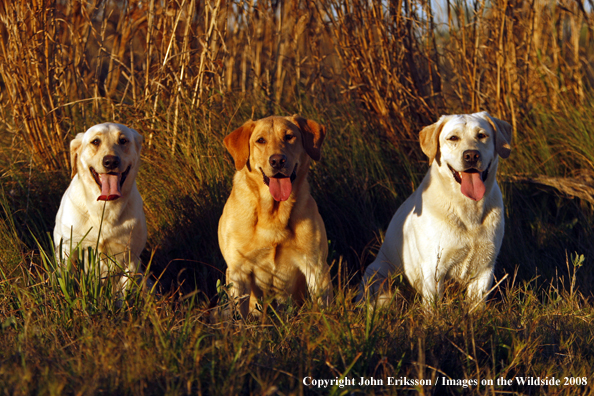 Yellow Labrador Retrievers