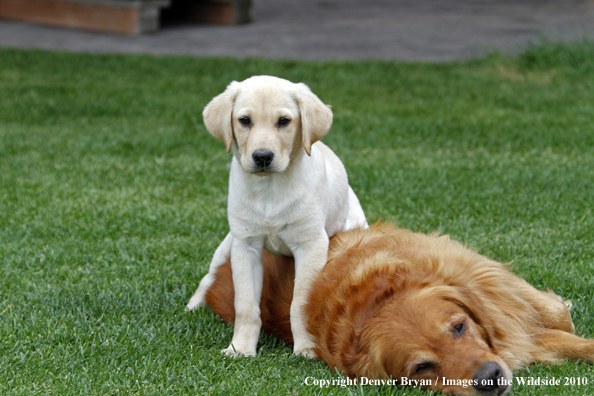 Yellow Labrador Retriever Puppy and Golden Retriever