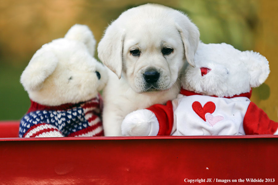 Yellow Labrador Retriever puppy. 