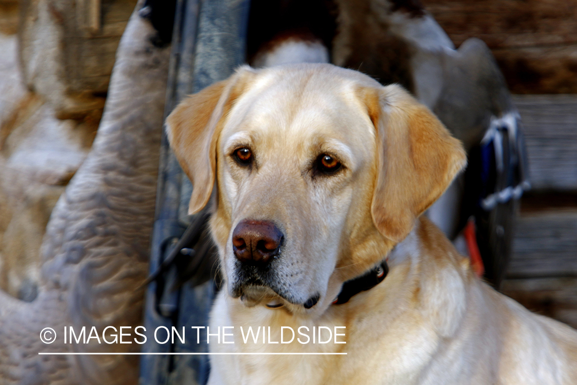 Yellow Labrador Retrievers with bagged mallards.