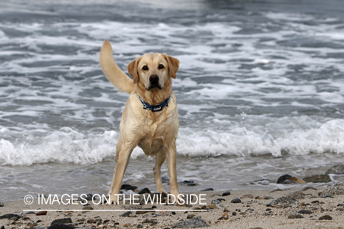 Yellow lab playing in the ocean.