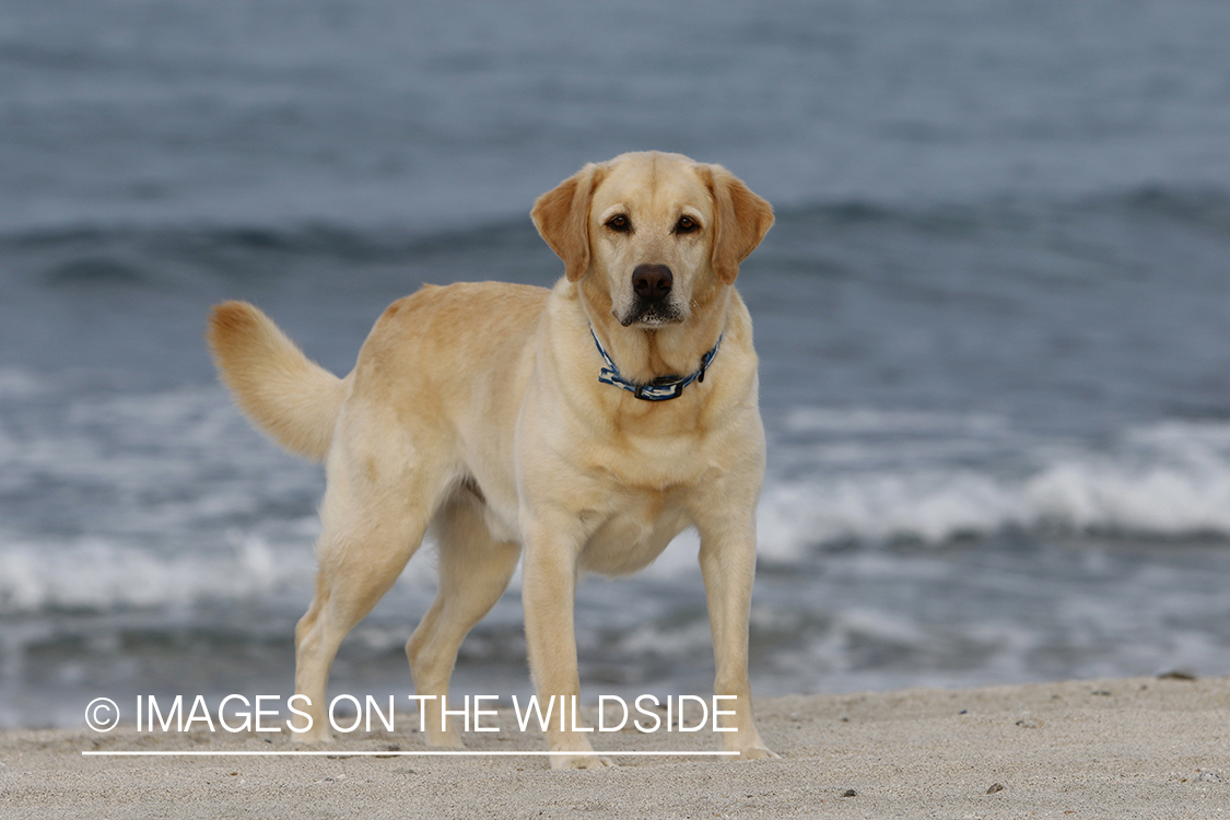 Yellow lab in front of ocean.