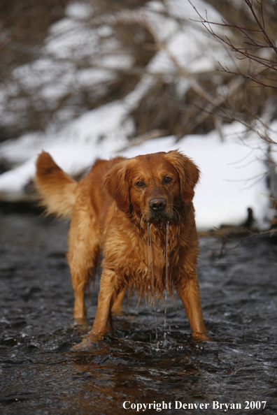 Golden Retriever in the water.