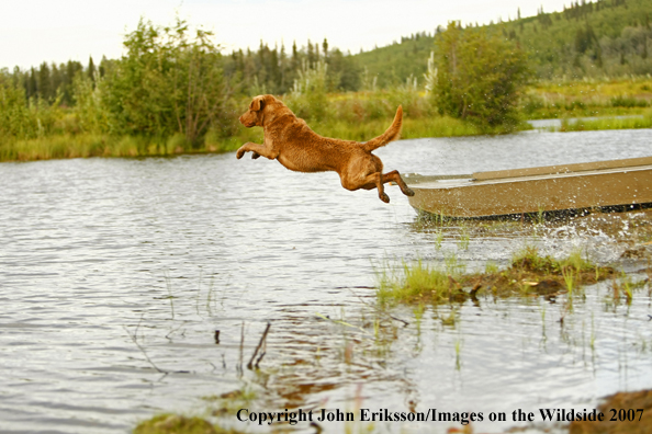 Chesapeake Bay Retriever in field