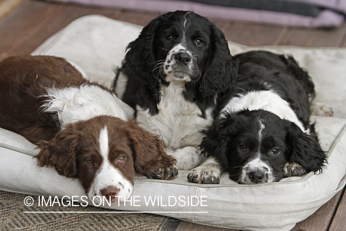 English Springer Spaniel puppies laying down on dog bed. 