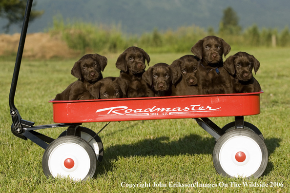 Chocolate Labrador Retriever puppies.