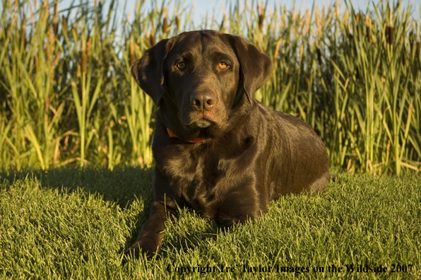 Chocolate labrador lounging.