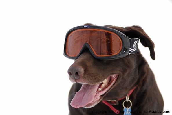 Chocolate Labrador Retriever in winter