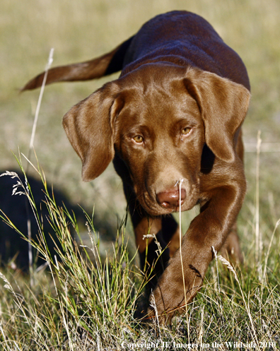 Chocolate lab puppy.