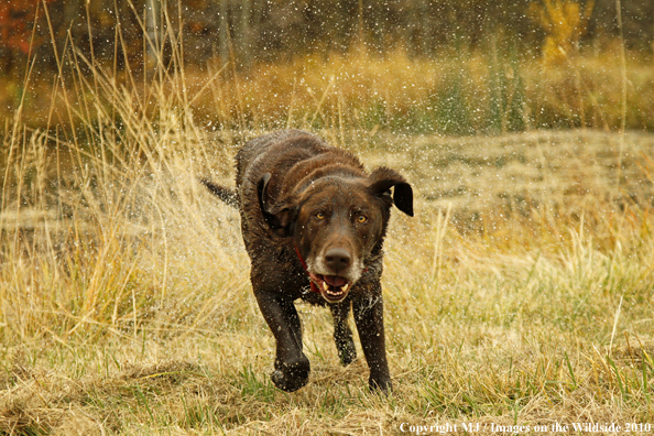 Chocolate Labrador Retriever