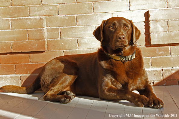 Chocolate Labrador Retriever on porch