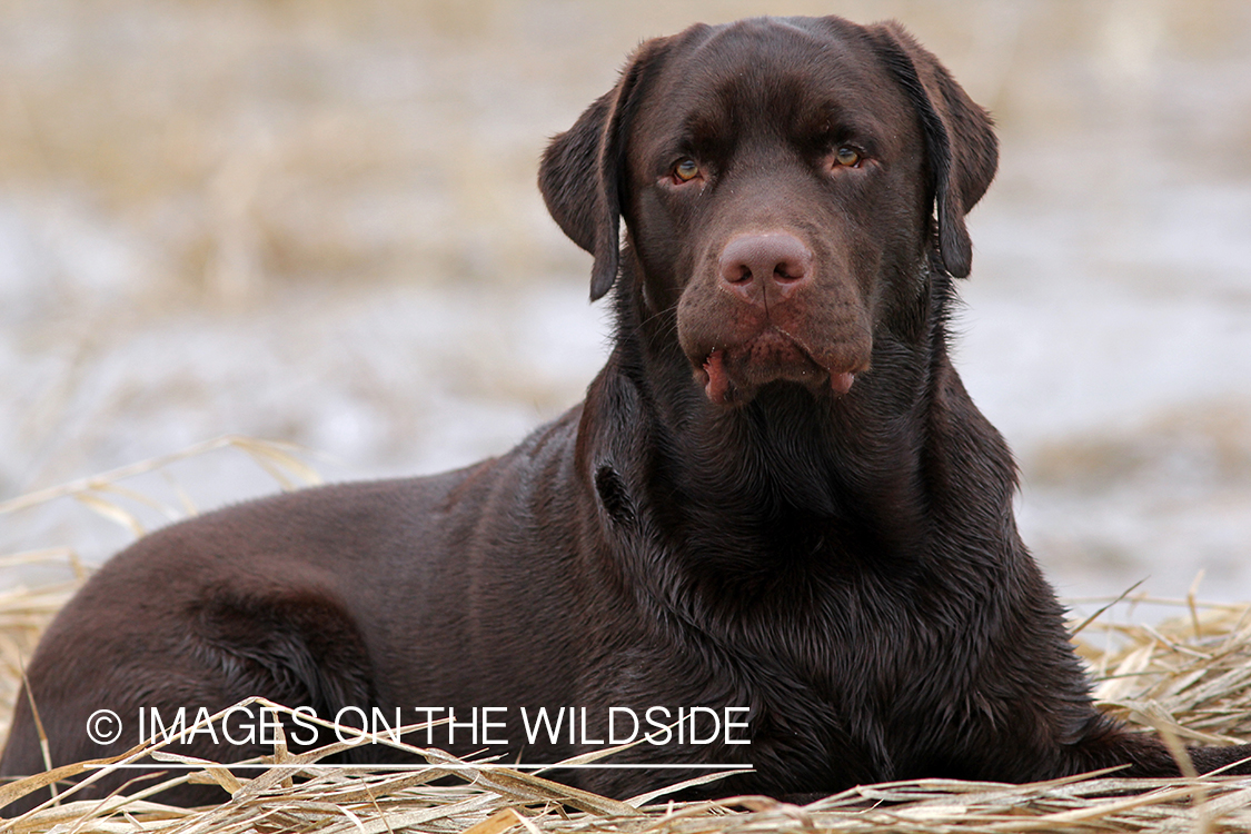 Chocolate Labrador Retriever