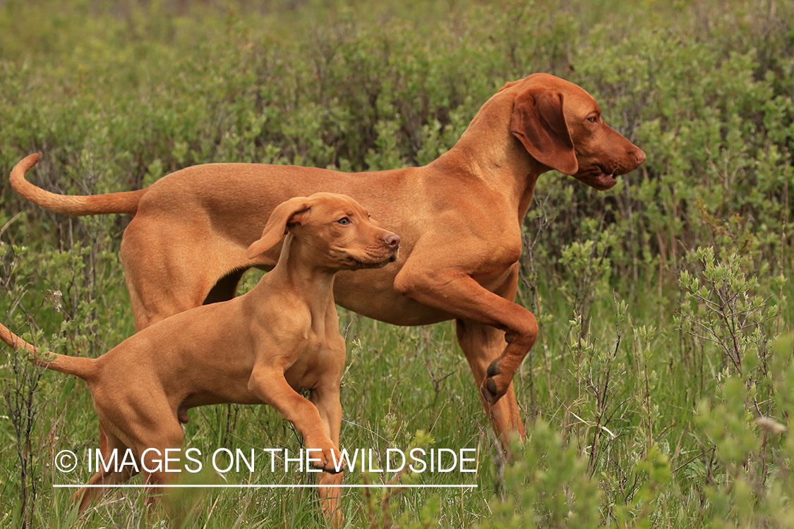 Vizsla and Vizsla pup running in field.