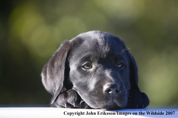 Black Labrador Retriever puppy