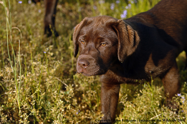 Chocolate Labrador Retriever puppy in field