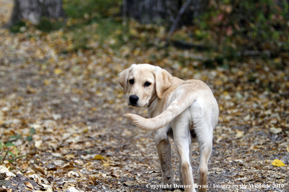 Yellow Labrador Retriever Puppy