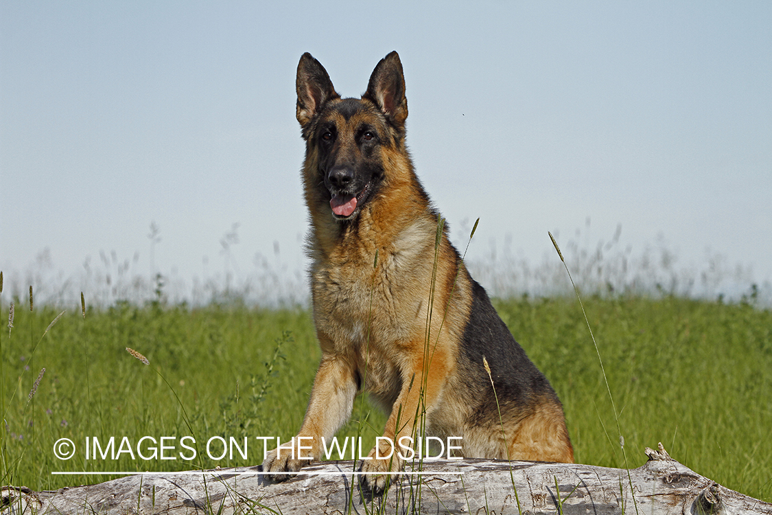 German Shepherd