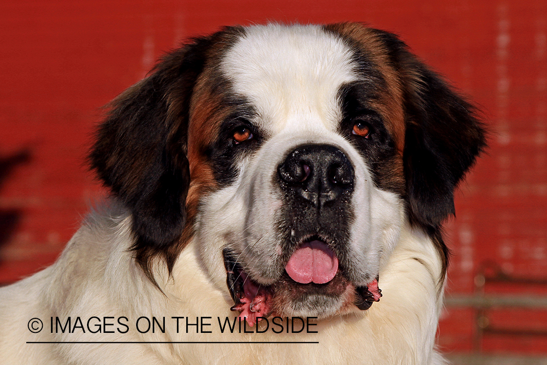 St. Bernard in field.