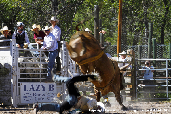 Augusta Rodeo