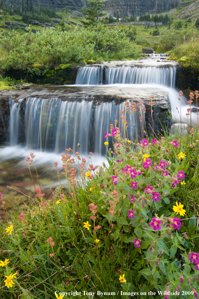 Waterfall in Glacier National Park