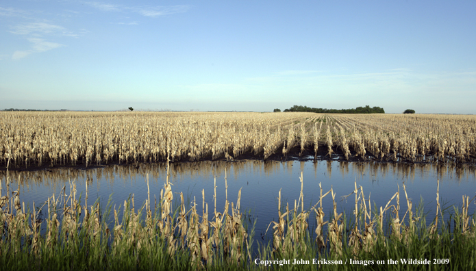 Flooded crop fields