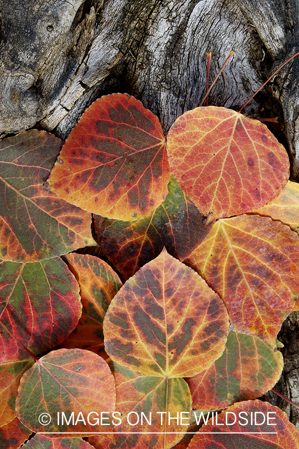 Aspen leaves on log in autumn.