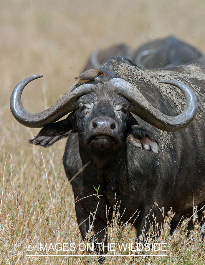 Cape buffalo in habitat.