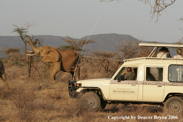 African Elephants