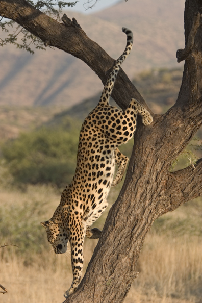 Leopard in tree. Africa