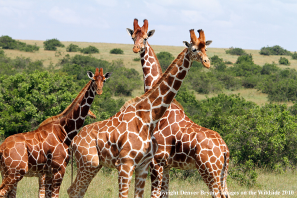 Reticulated Giraffe 