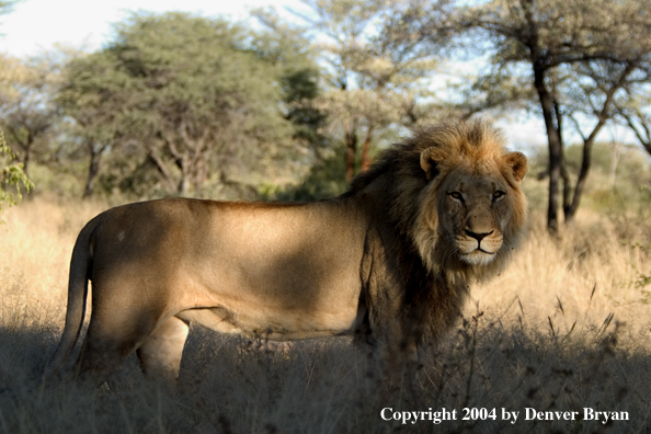 Male African lion in habitat. Africa