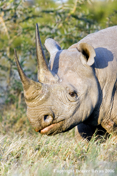 Black rhino in Africa.