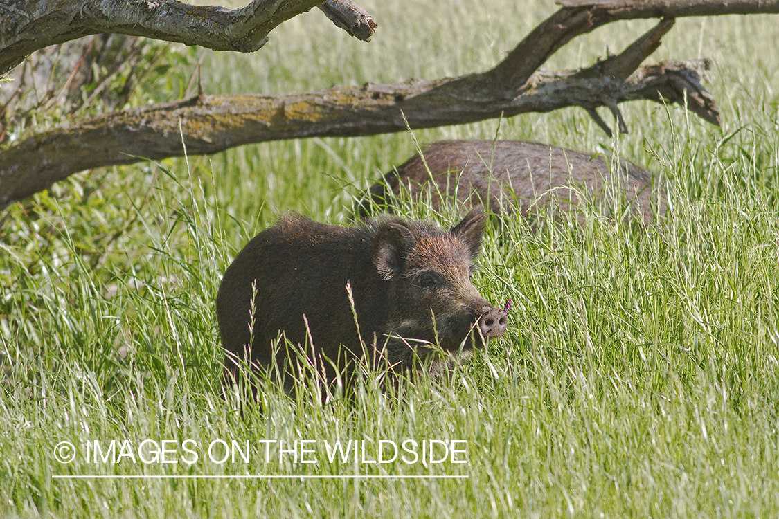 Feral hog in field. 