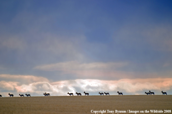 Antelope Herd