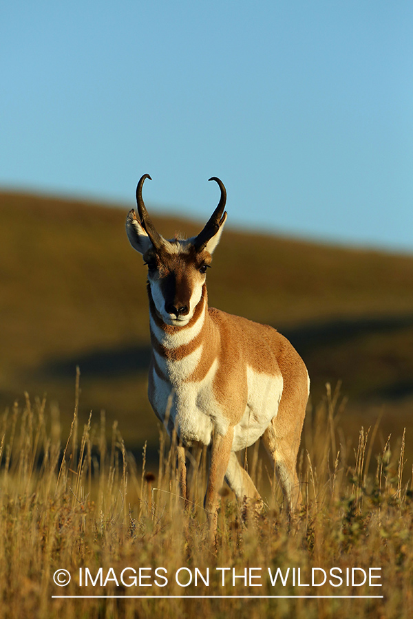 Pronghorn Antelope in habitat. 