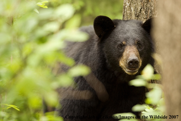 Black bear