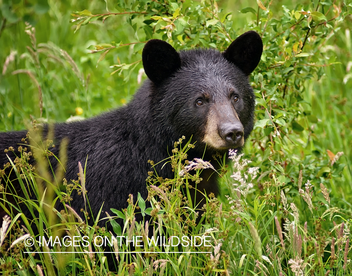 Black bear in habitat. 