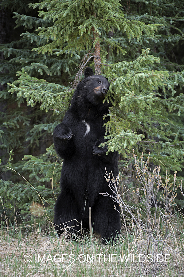 Black bear in habitat.