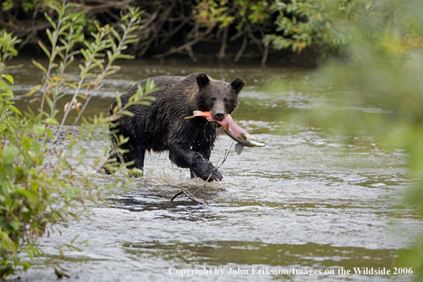 Brown bear in river with salmon. 