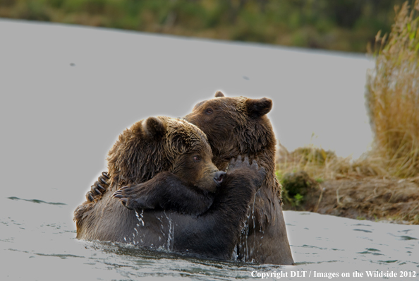 Brown bears playing in water. 