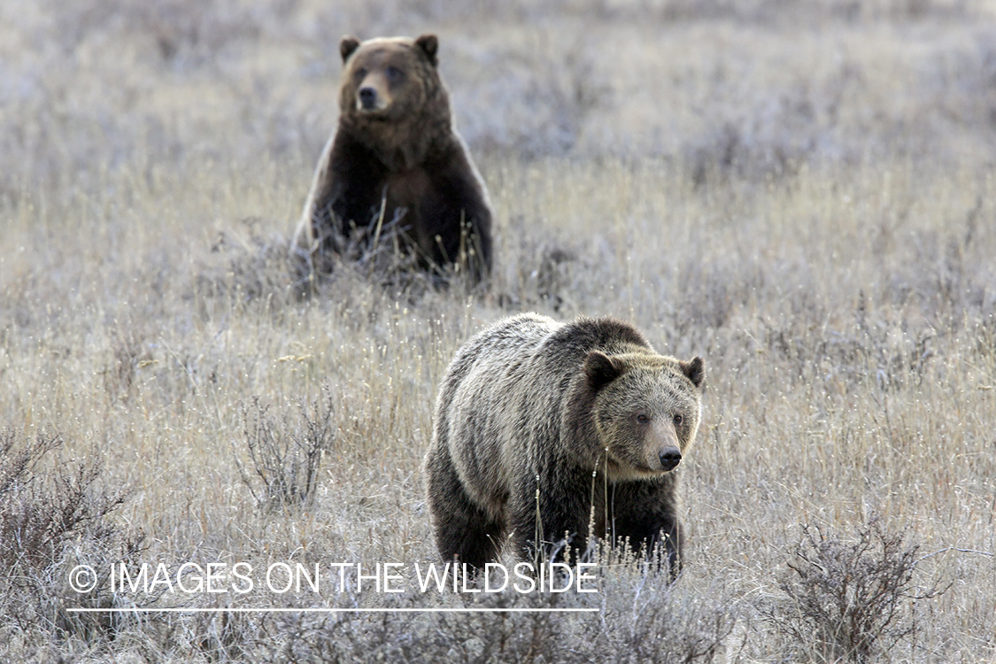 Grizzly Bears in habitat.