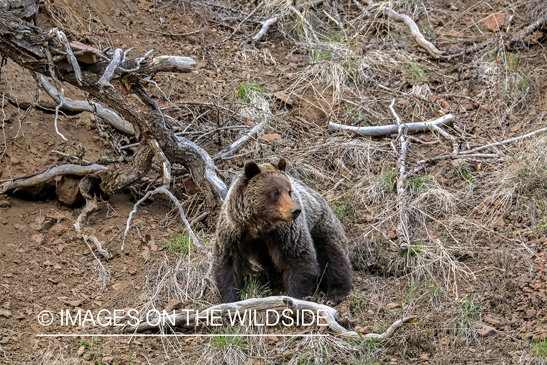 Grizzly in habitat.