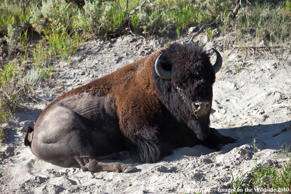 Bison in Yellowstone National Park. 