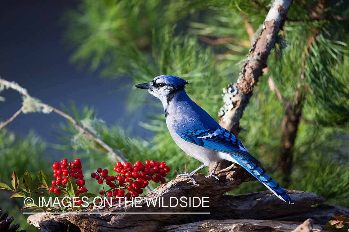 Blue Jay in habitat. 