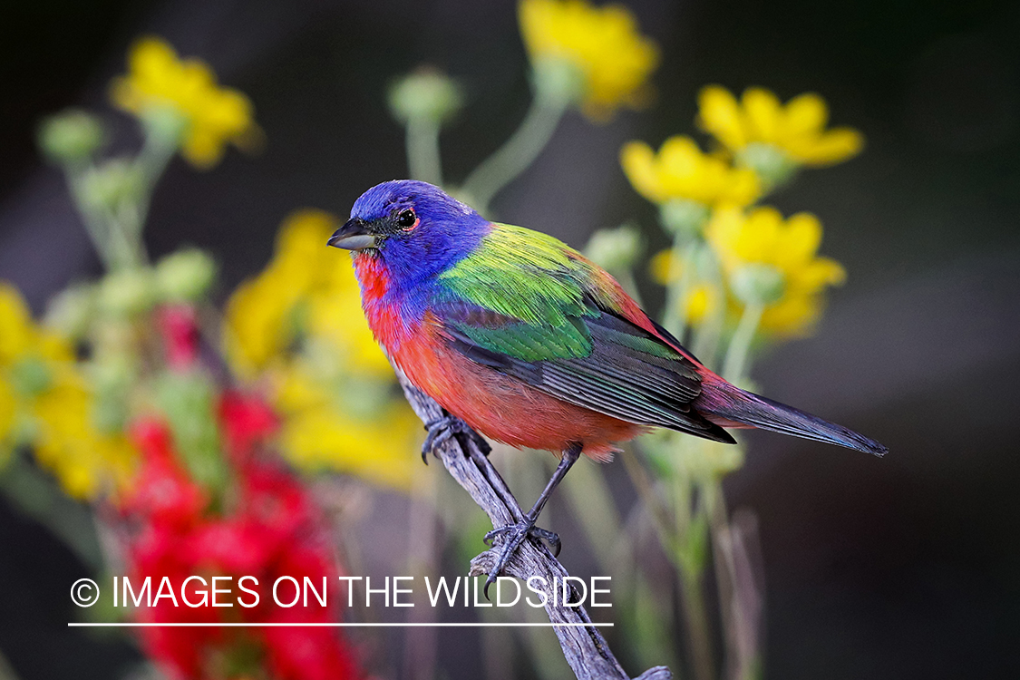 Painted Bunting in habitat.