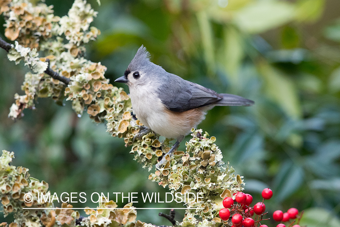 Tufted Titmouse on branch.