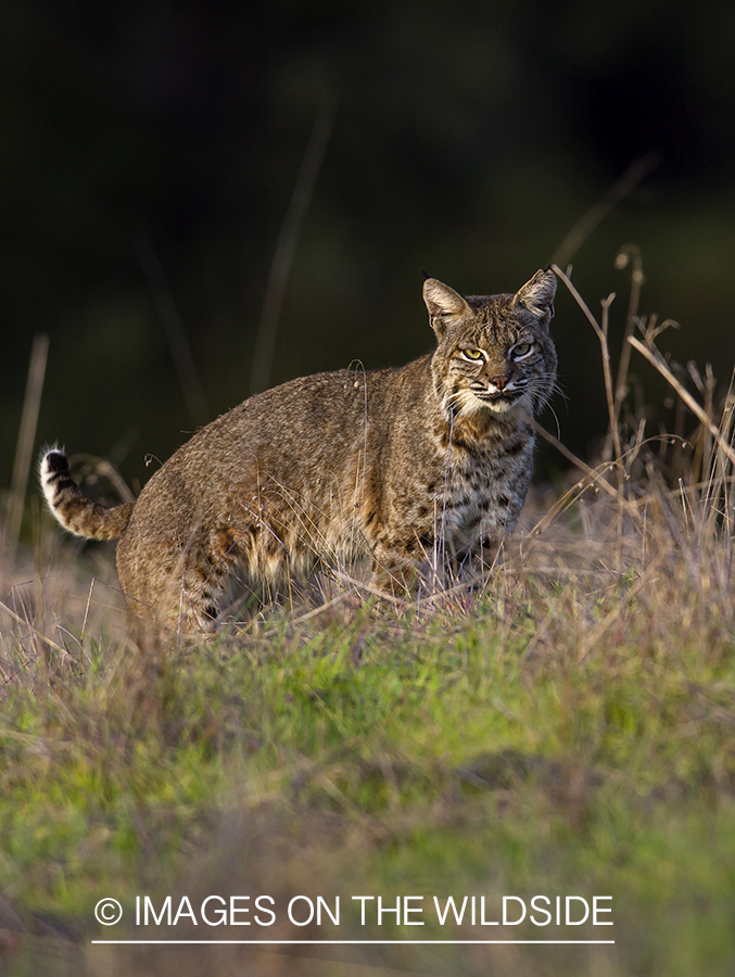 Bobcat in habitat.