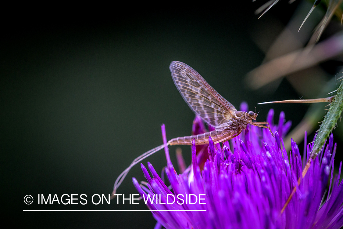 Mayfly on Purple flower.