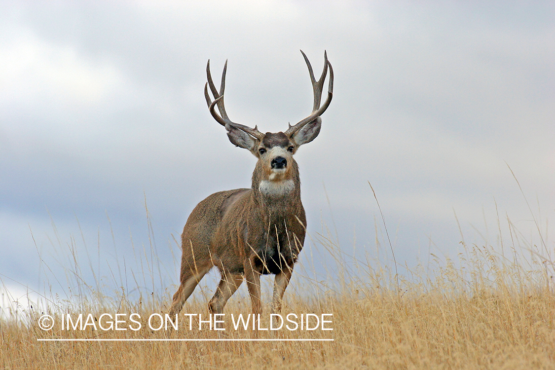 Mule deer buck in habitat. 